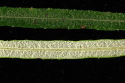 Salix eleagnos. Lower and upper leaf surfaces.
 Image: D. Glenny © Landcare Research 2020 CC BY 4.0